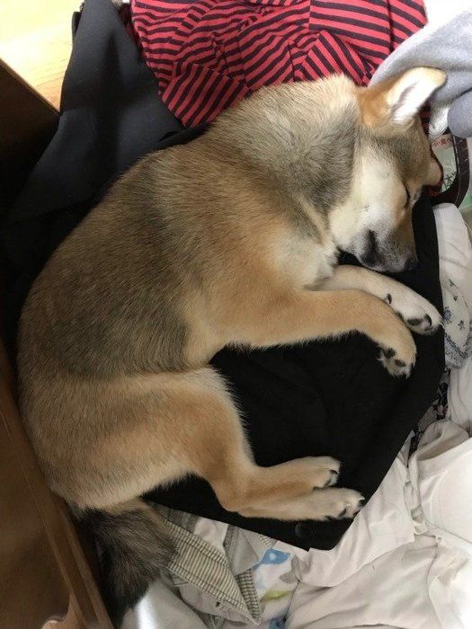 柴犬
