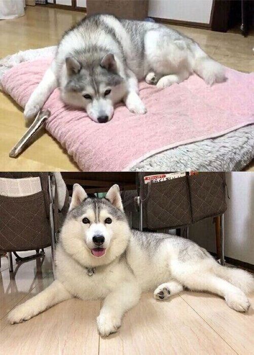 気持ちが顔に出やすいシルビアちゃん