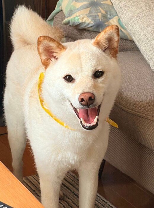 にっこりする銀くん