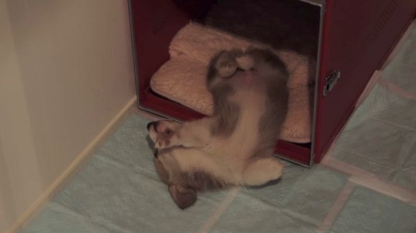 おやすみ