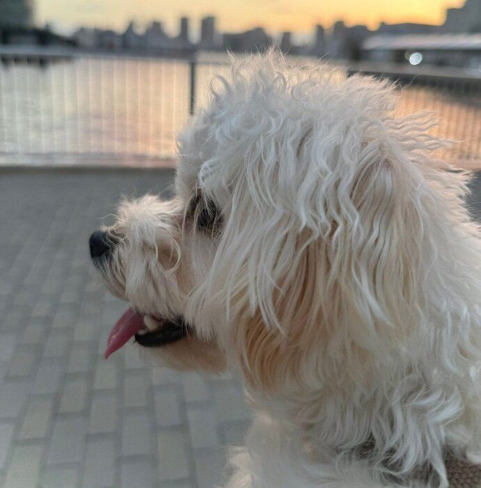 お散歩の途中で撮影したころっけちゃん