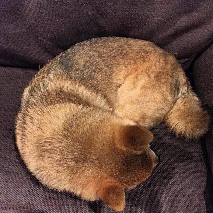 このはちゃん