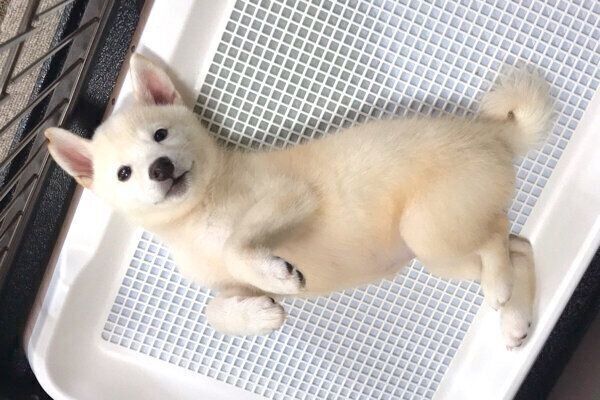 トイレでまったりする雪海ちゃん