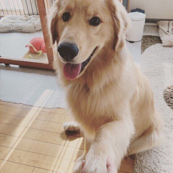 愛犬ともっと仲良くなれるかも?犬の幸せサインを見逃さないで! いぬのきもち