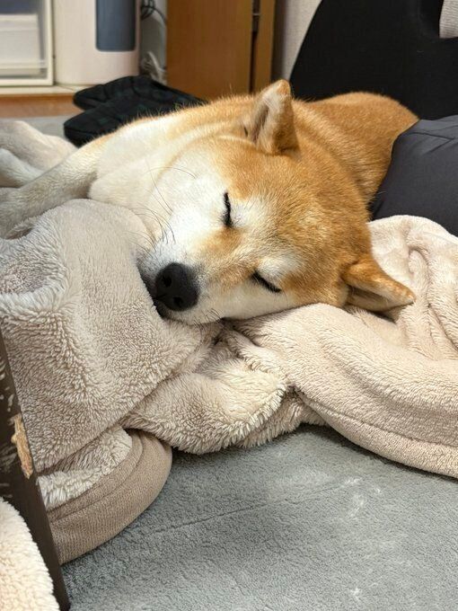 眠っている柴犬