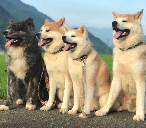 お散歩する秋田犬