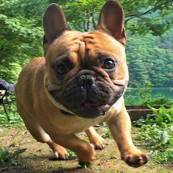 驚きの体勢で寝落ちしちゃう犬