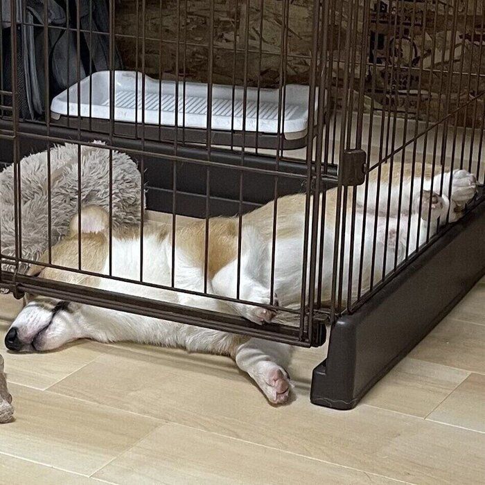 顔を床にぴったりくっつけるケースも