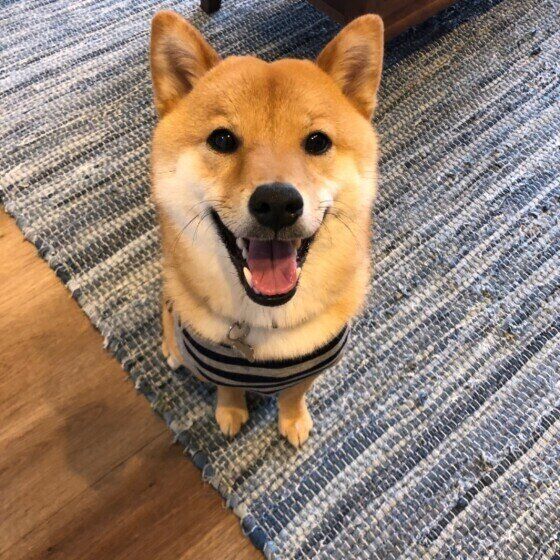 柴犬のぽんたくん