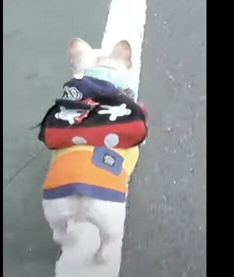 歩く犬