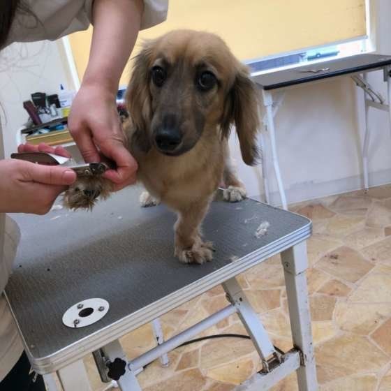爪切りしているカニーンヘン・ダックスフンド