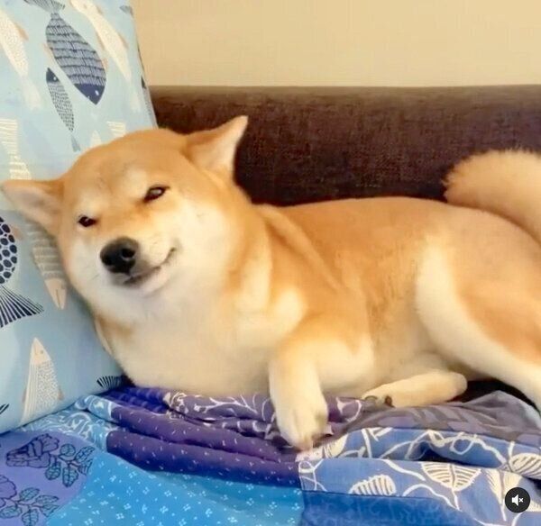 なでてアピールをするユクちゃん