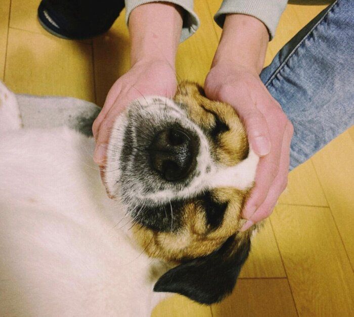 �����˲�²�ˤʤä����Υ��˥��뤯��