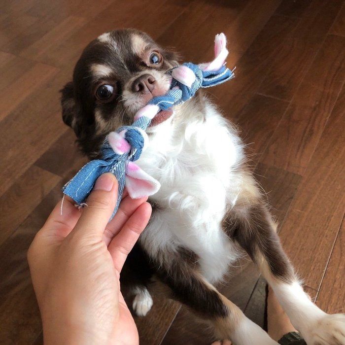 ドヤ!