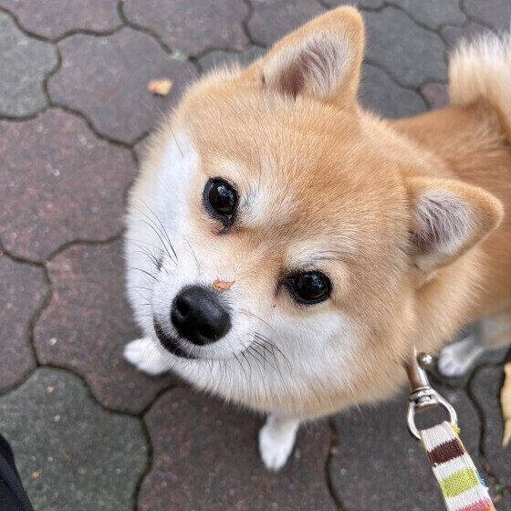 枯葉がお鼻についてるよ