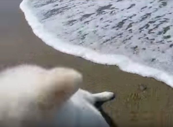 秋田犬