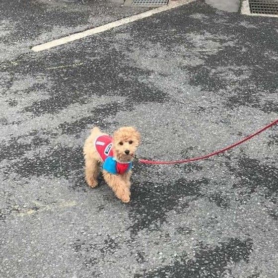 愛犬を散歩に連れ出す