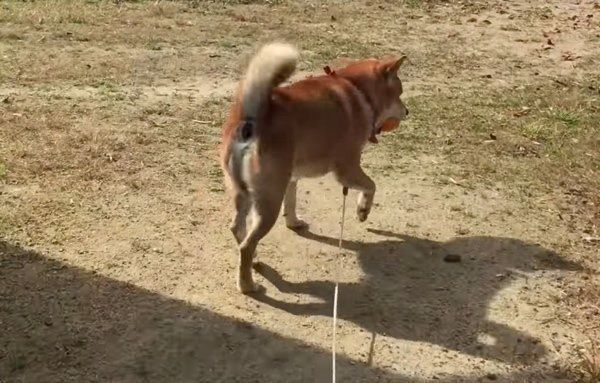 柿を盗む柴犬