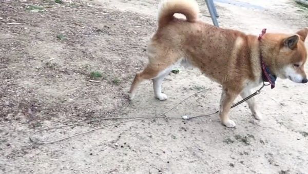 立ち去る柴犬