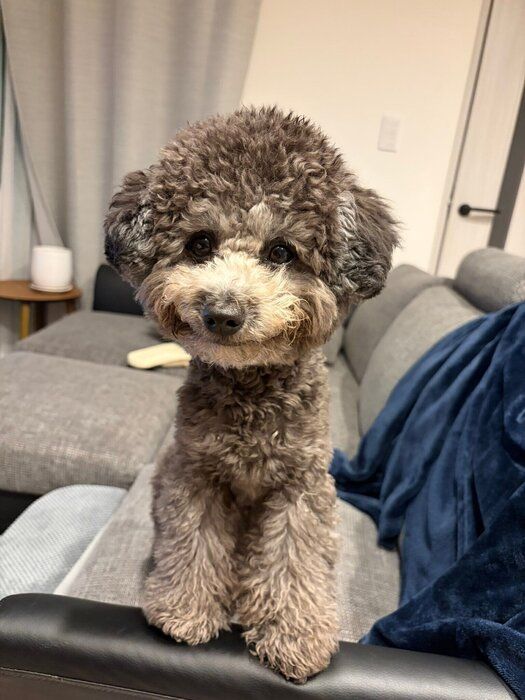 スマイルマークのような“笑顔”がかわいいししおうまるくん