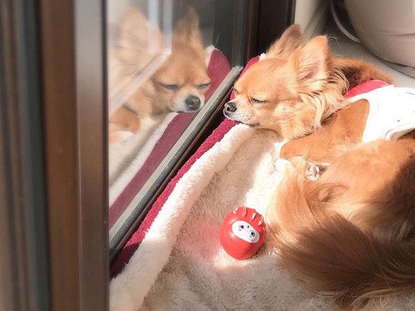 眠るチワワ
