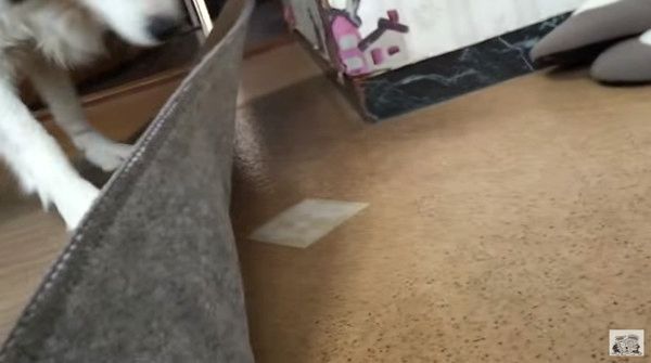 ガムを食べるボーダー・コリー