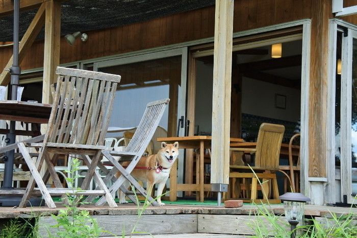 勝手に看板犬