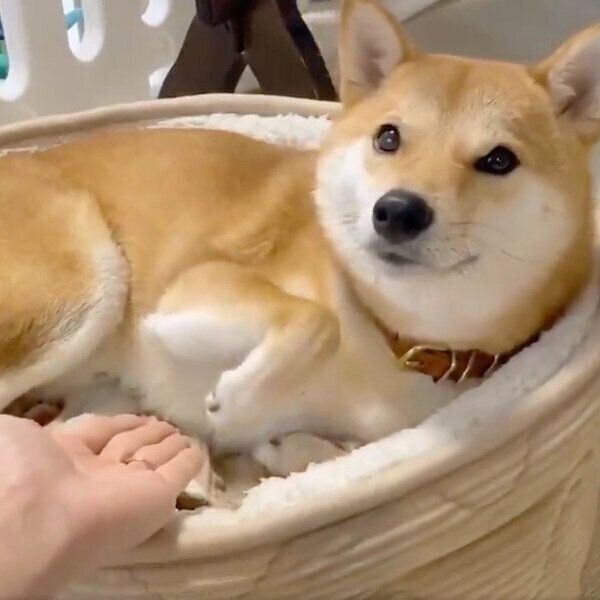 くつろぐりんご郎くん