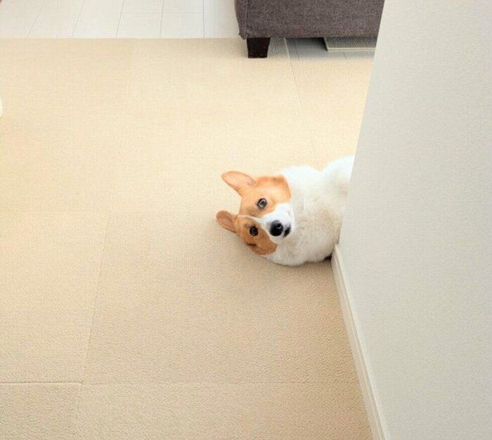 ひょこっと顔だけ出すこまちちゃん