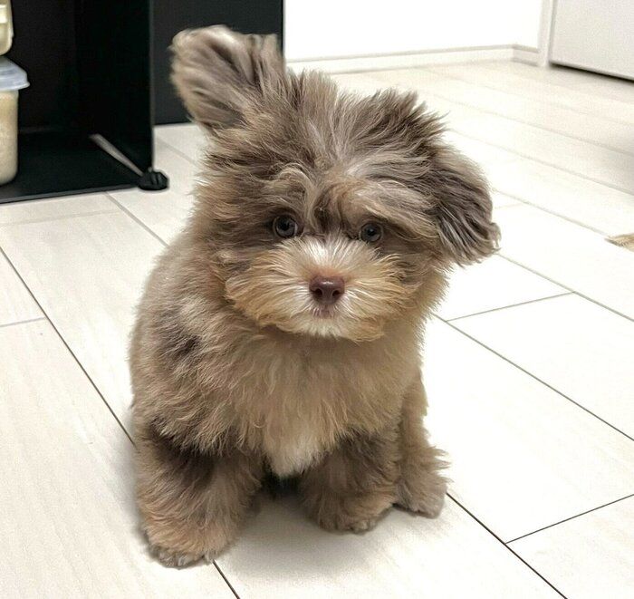 生後3カ月になった日に撮影したちょこまるくん