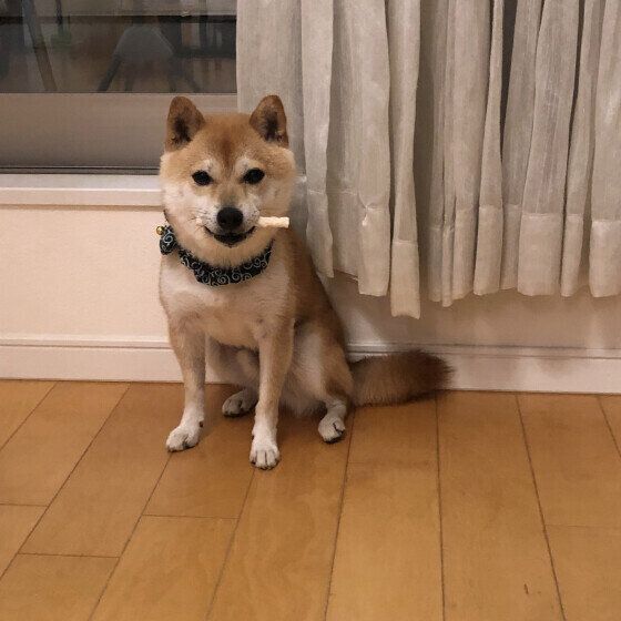 歯磨きガムをくわえている柴犬