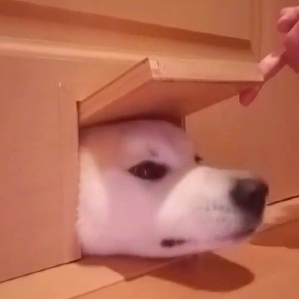 猫ドアから顔を出すワンコ