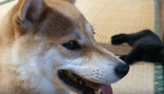 柴犬 もも