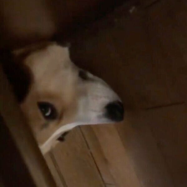 かまってもらえず拗ねるつくしちゃん