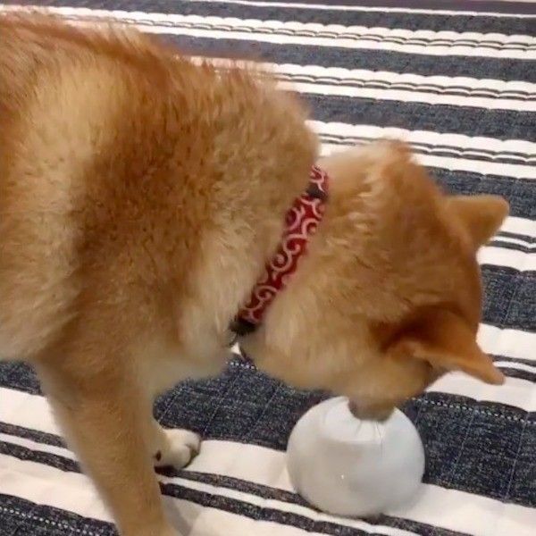 柴犬