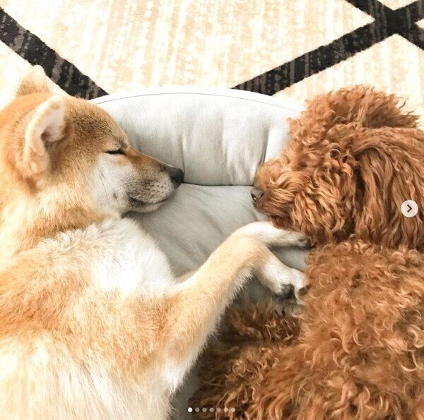 仲良く眠る茶々ちゃん、麦ちゃん