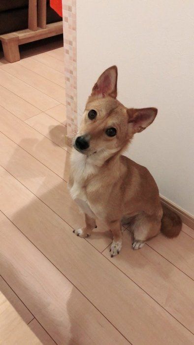ぐらちゃん