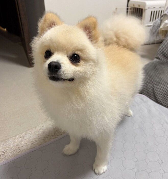 2才11カ月のころのこうしろうくん