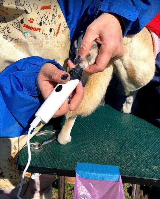 保護犬の譲渡会イベントの様子