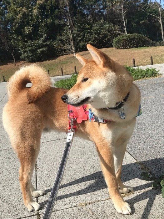柴のタロウくん