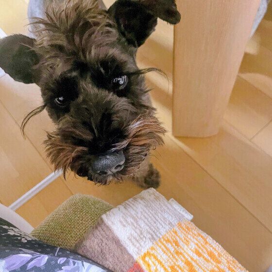 テーブルの下にいるミニチュア・シュナウザー