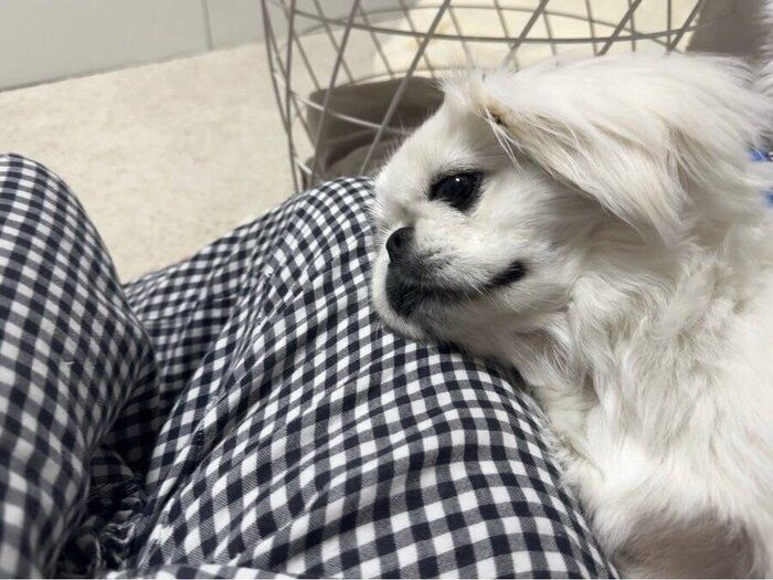 飼い主さんの膝に頭を乗せるペキニーズ