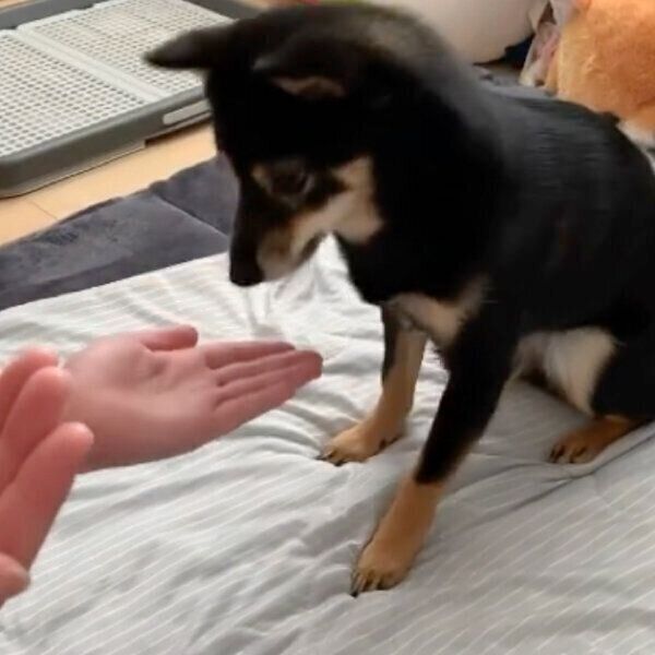 おやつを見つめるあずきちゃん