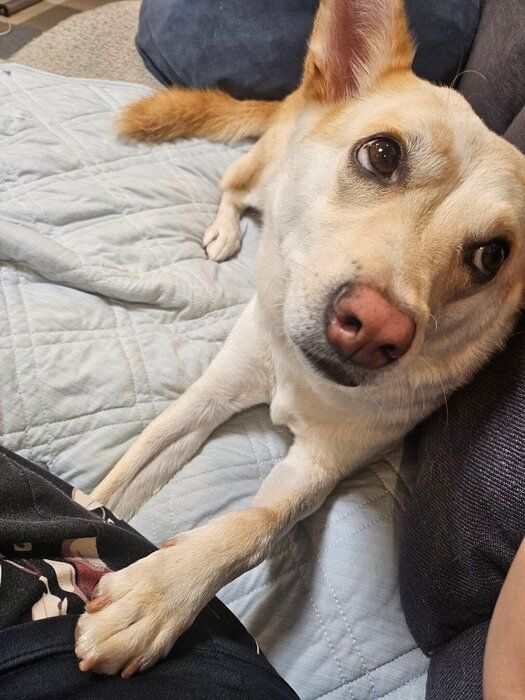 ゆっくりくつろぐ、犬
