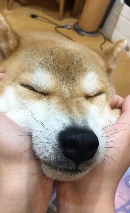 顔をむにゅむにゅされて気持ちよさそうなラテくん