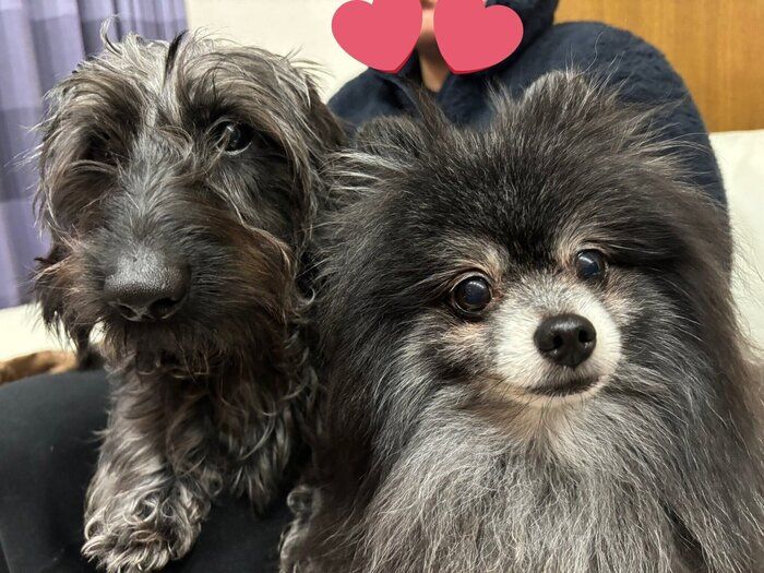 弟犬・ダックスフンド(左)ポメラニアン(右)