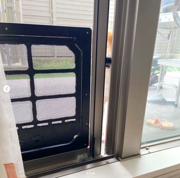 網戸を鼻で開けようとするこたろうくん