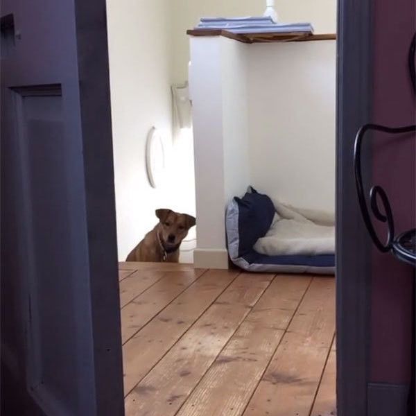 見つめる犬