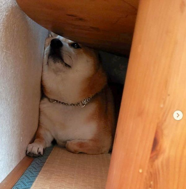 隙間にハマる柴犬