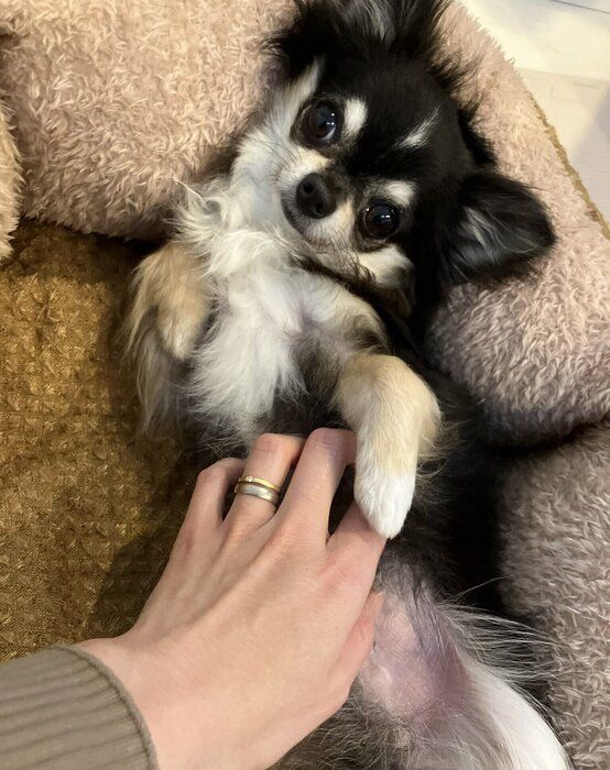 飼い主さんに甘えるチワワ